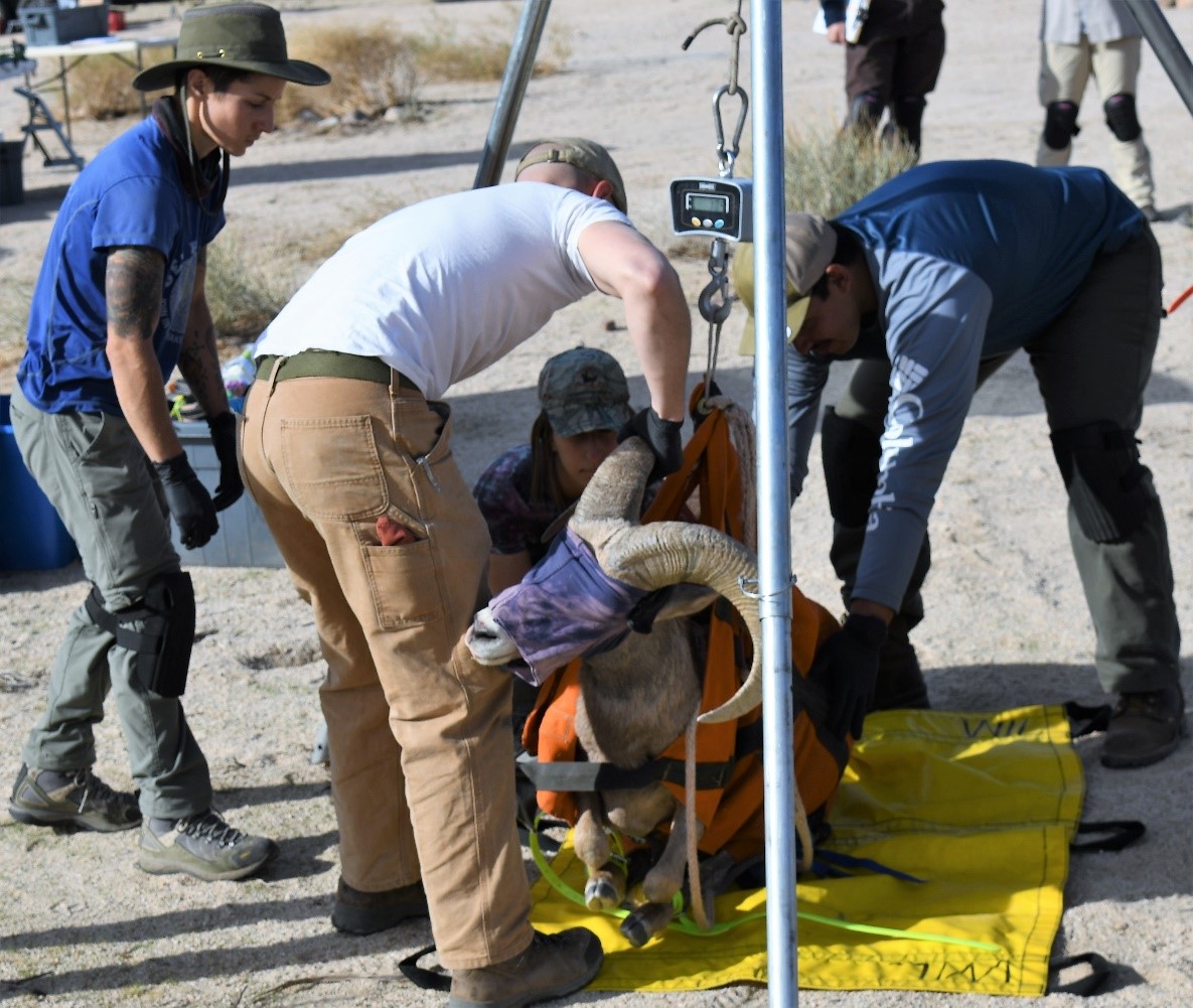 Desert bighorn sheep are carefully weighed and measured by an experienced processing team, with oversight provided by an onsite CDFW Veterinarian.