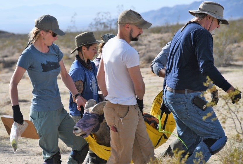 Following health processing, bighorn sheep are carefully transported back to the capture site or to proximal areas to minimize animal stress and released; with hope for the future.