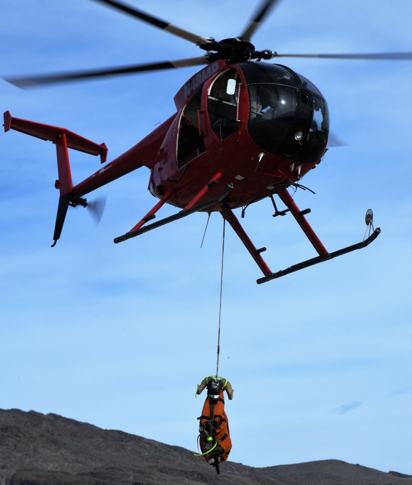 Helicopter with Desert bighorn sheep cargo in the Marble Mountains of the California Desert.