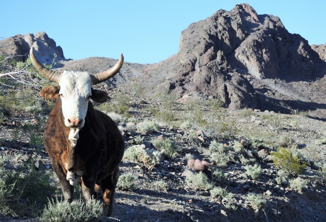 Ord Mountain Cattle Allotment of the California Desert