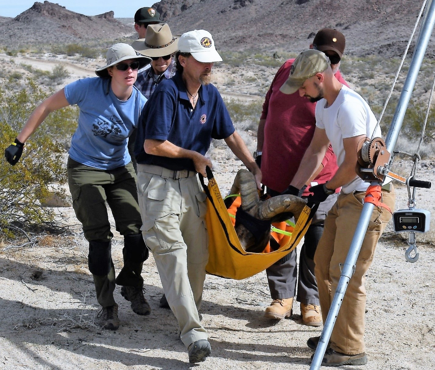 Tom Egan (front, left), California Desert Representative for Defenders of Wildlife, assisting CDFW Bighorn Capture Processing Crew in the Marble Mountains of the California Desert.