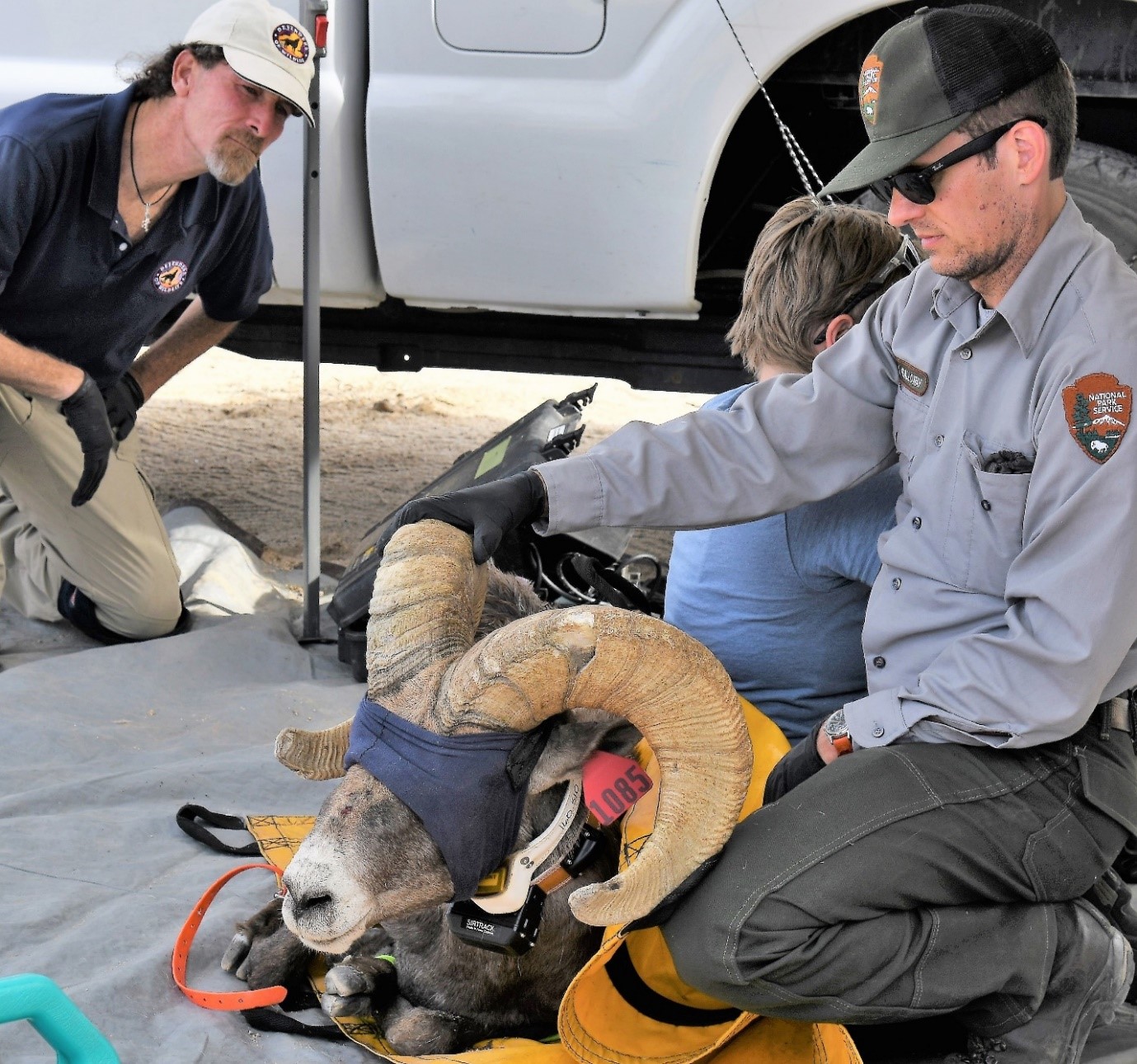 Tom Egan (rear, left), California Desert Representative for Defenders of Wildlife, overlooking CDFW Bighorn health processing in the Marble Mountains of the California Desert.