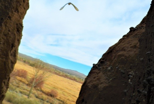 2020.01.25 Palisades Nature Walk barn owl