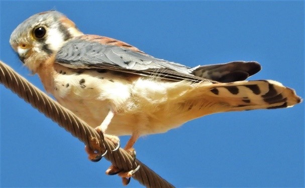2020.01.25 Palisades Nature Walk American Kestrel