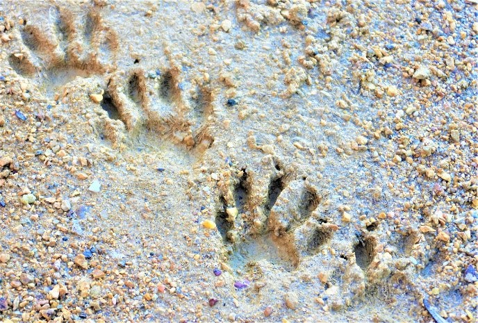 2020.01.25 Palisades Nature Walk tracks