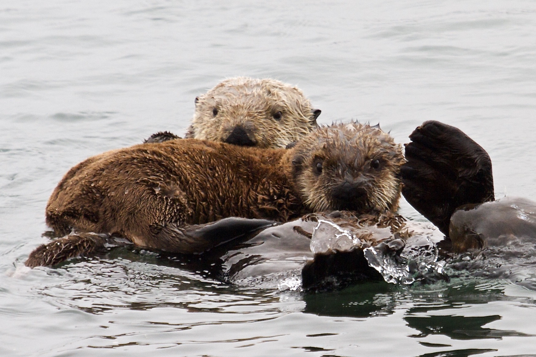 A New Chance To Protect Sea Otters Brings Andy To Defenders Defenders Of Wildlife
