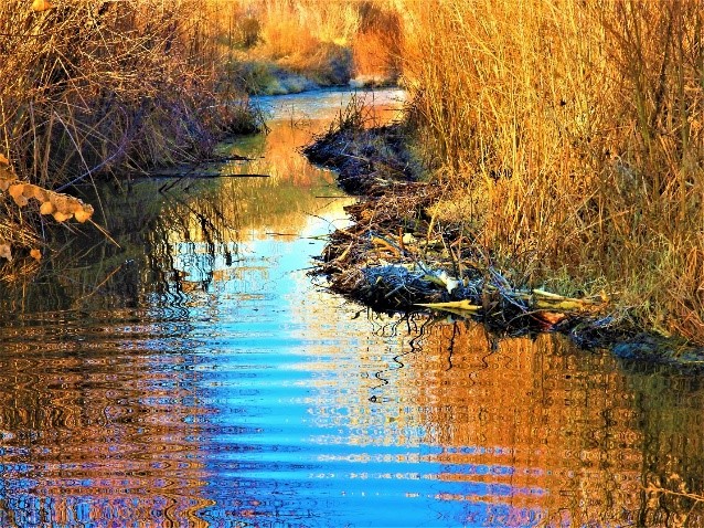 2020.01.25 Palisades Ranch Nature Reserve walk wetland
