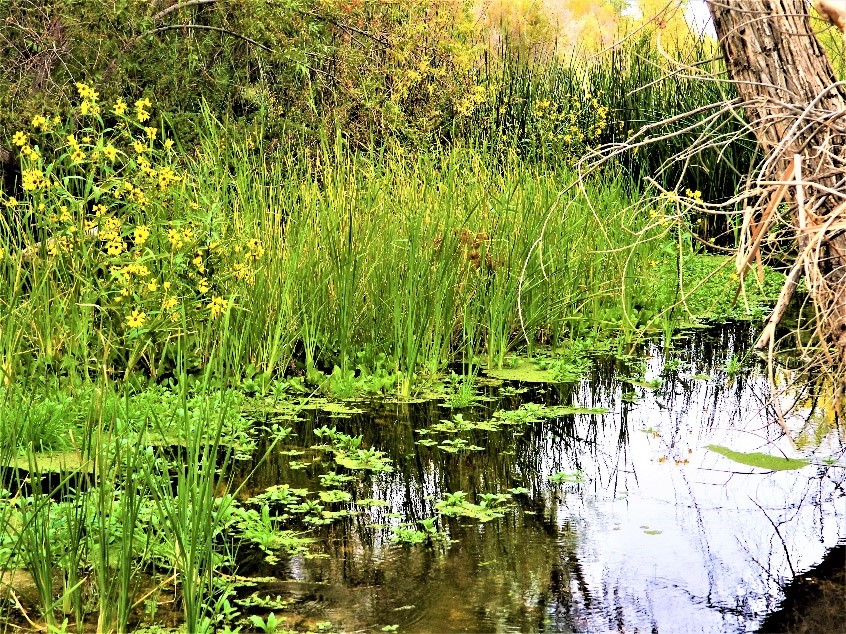 2020.01.25 Palisades Ranch Nature Reserve walk wetland