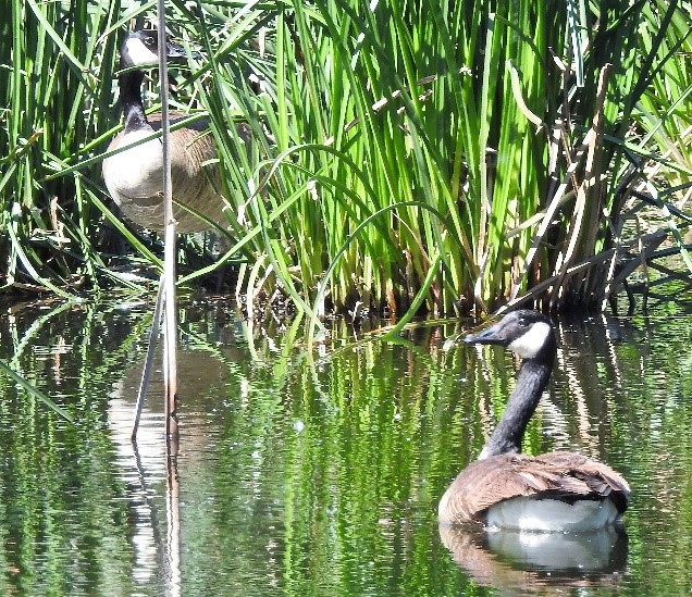 2020.01.25 canada geese Palisades ranch nature reserve walk