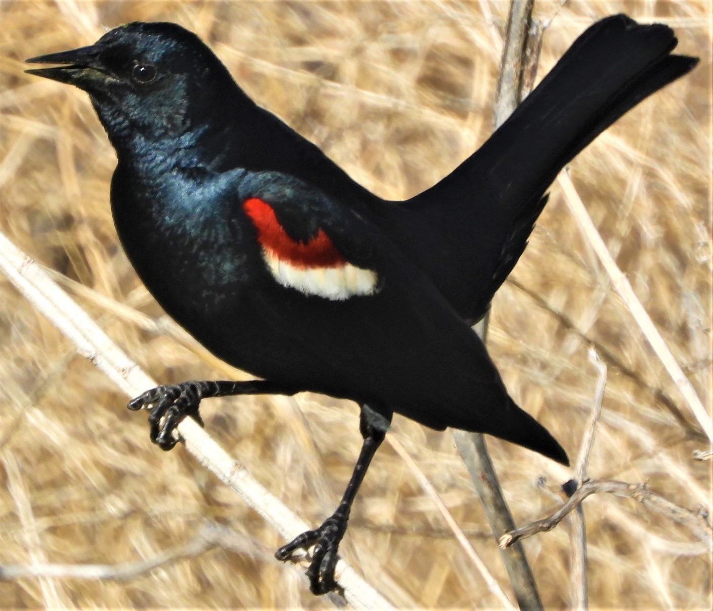2020.01.25 Palisades Nature Walk red winged blackbird