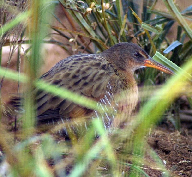 Light-footed Clapper-rail