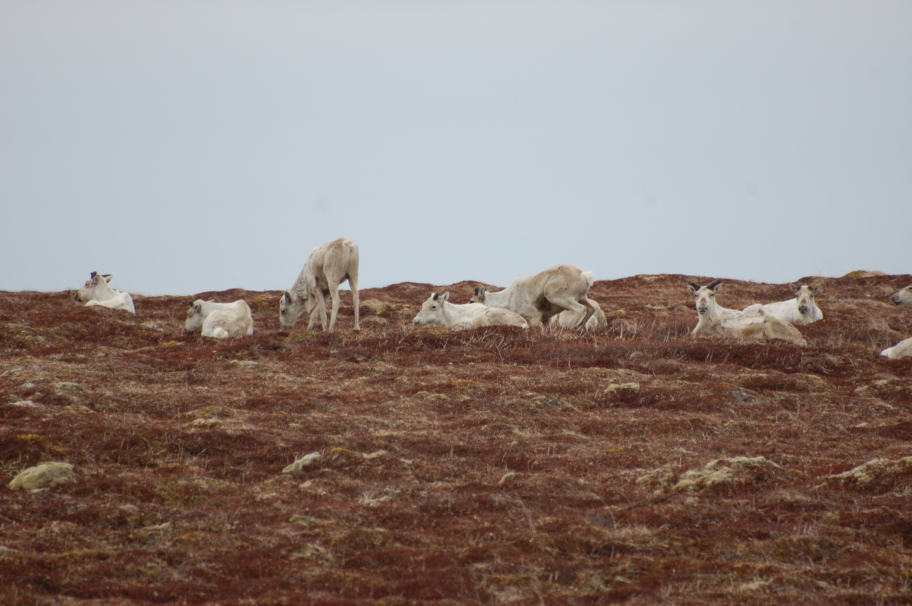 Caribou Izembek National Wildlife Refuge