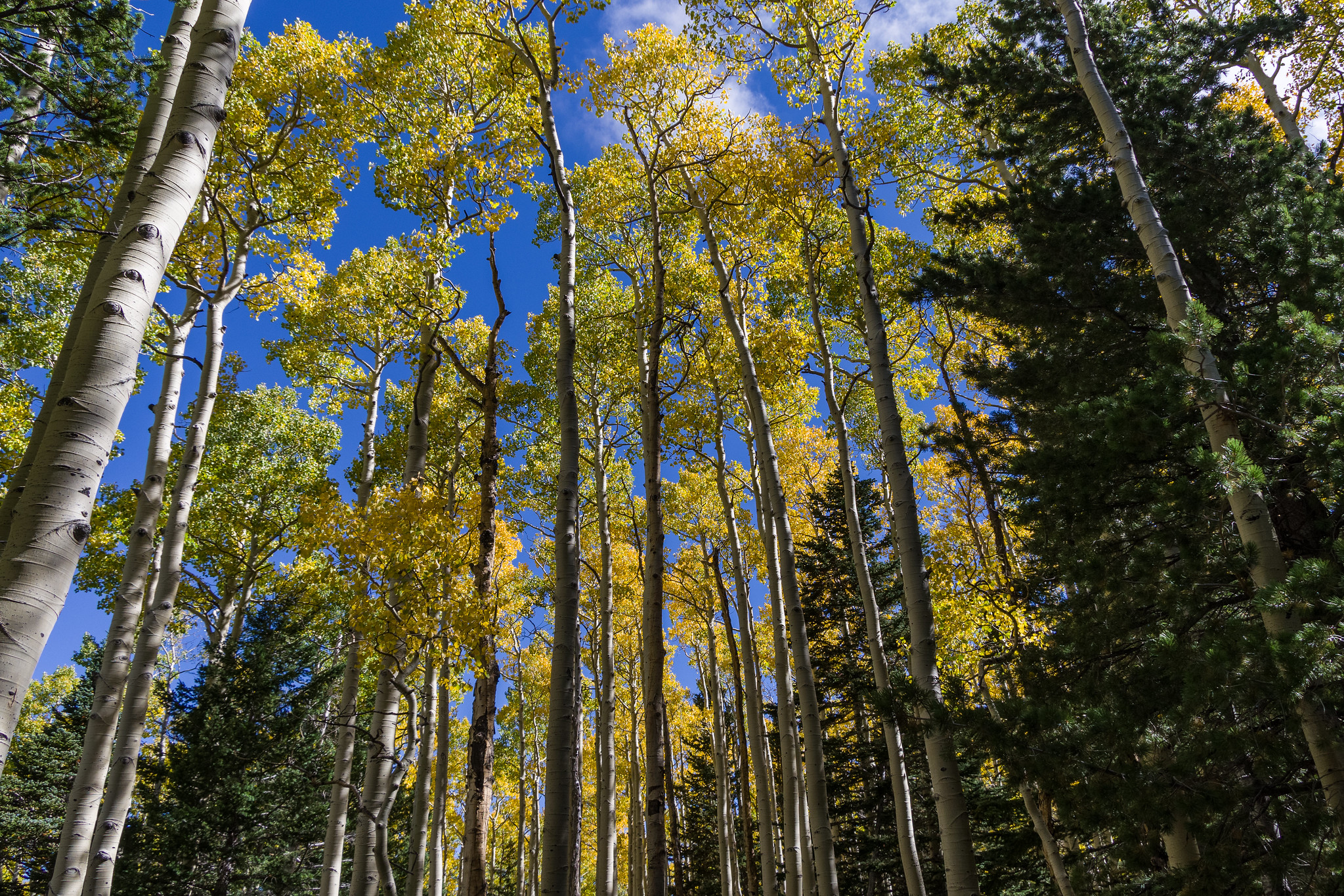Fall color September 25, 2016 in the upper end of Bear Jaw Canyon, Bear Jaw Trail Coconino National Forest