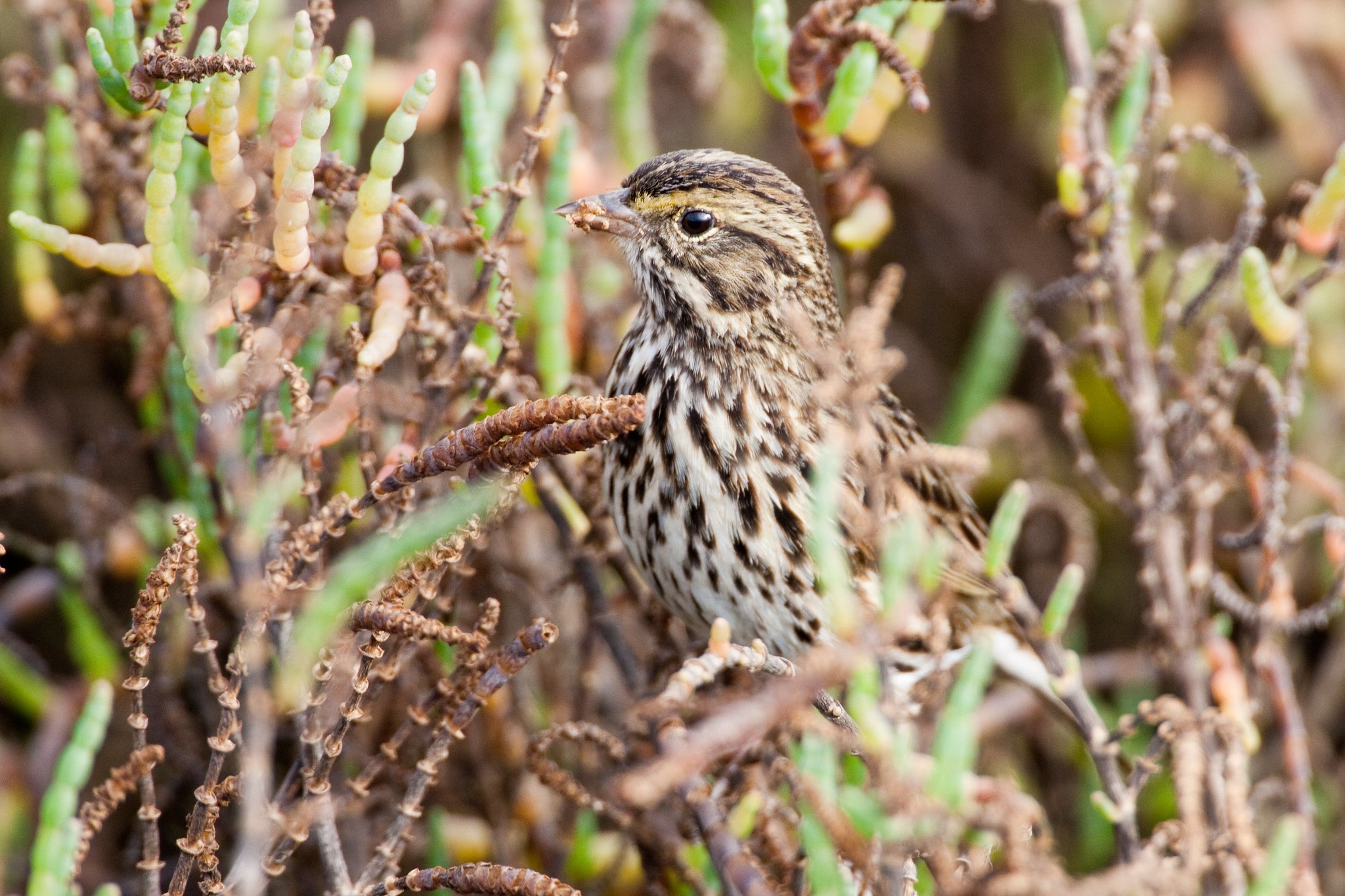 Belding's Savannah sparrow (adult)