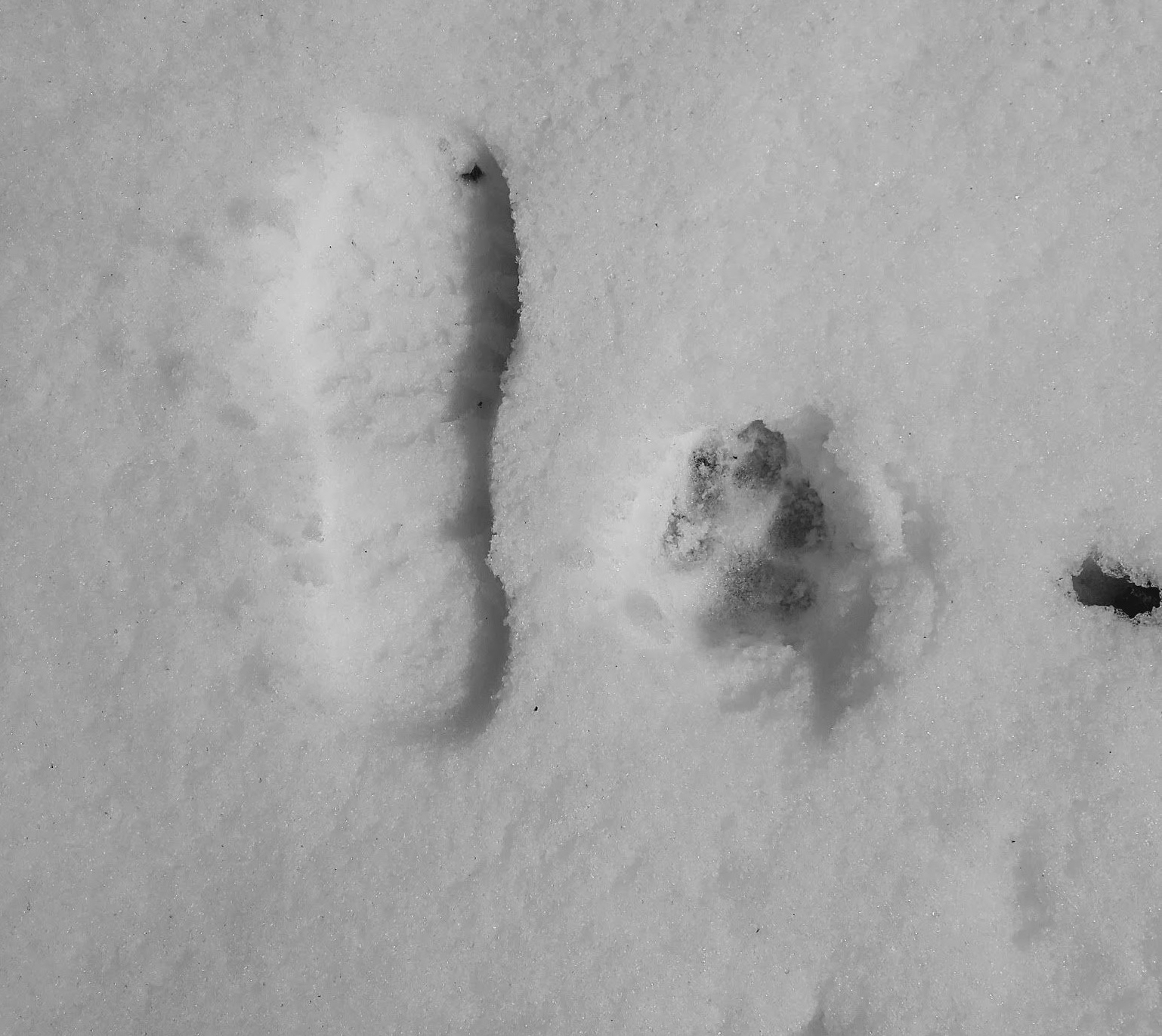 Footprint and Mexican gray wolf paw print