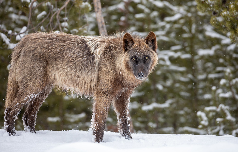 Wolves Take Home a Needed Victory in Colorado | Defenders of Wildlife
