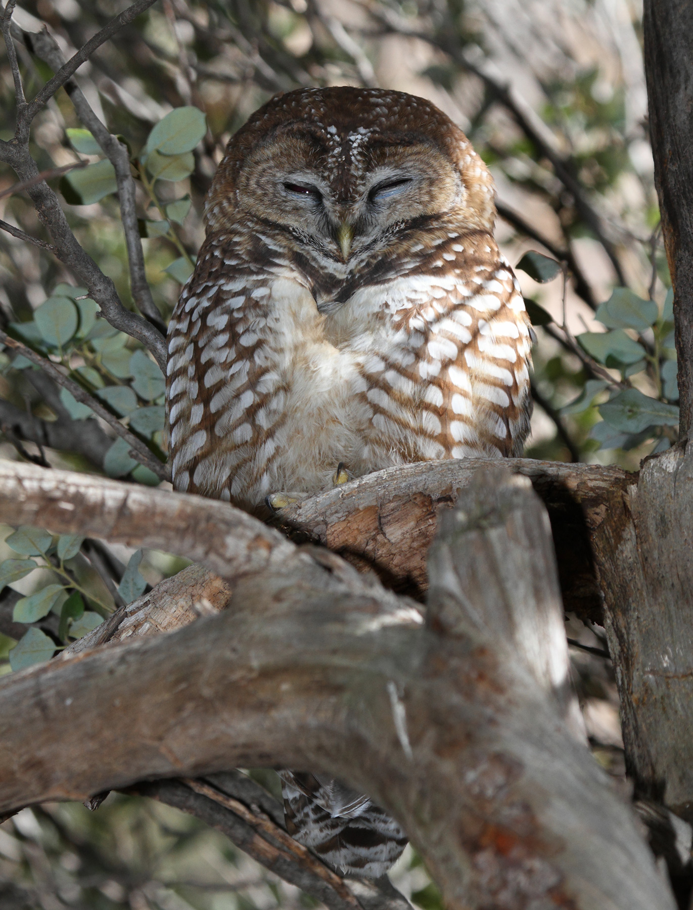 gila-mexican-spotted-owl-study-hawks-aloft-inc