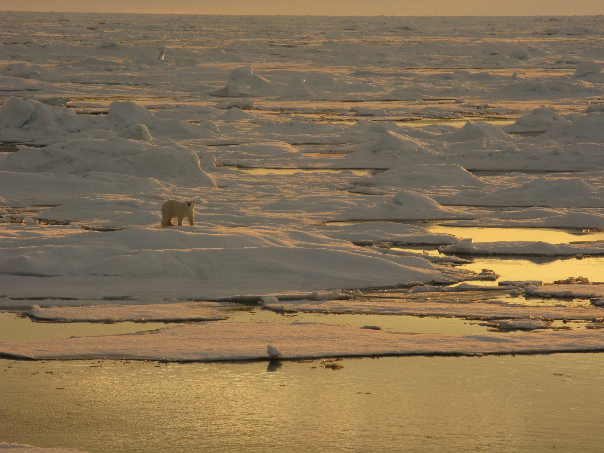Polar bear on sea ice with sunset glow