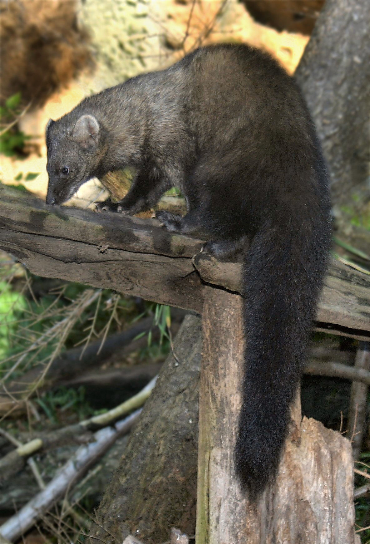 Pacific fisher on fence