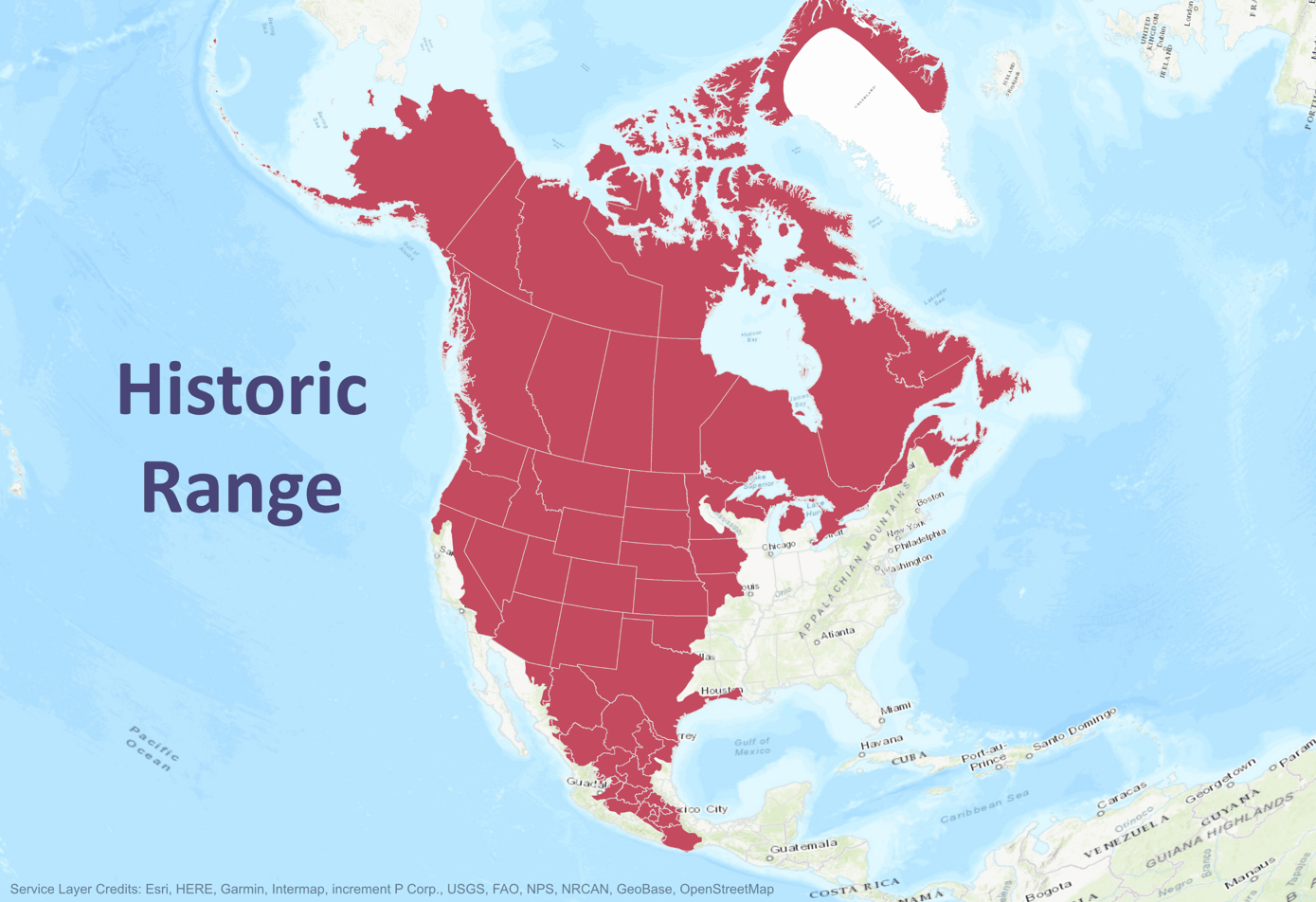 A map of North America showing gray wolves' range.
