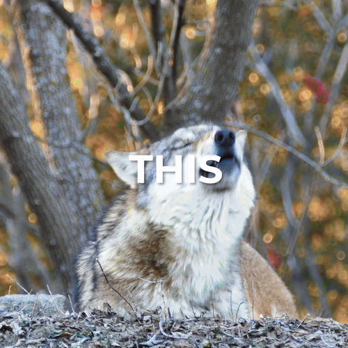 Endangered Species Day Gif - This Endangered Species Day Help Save Our Species