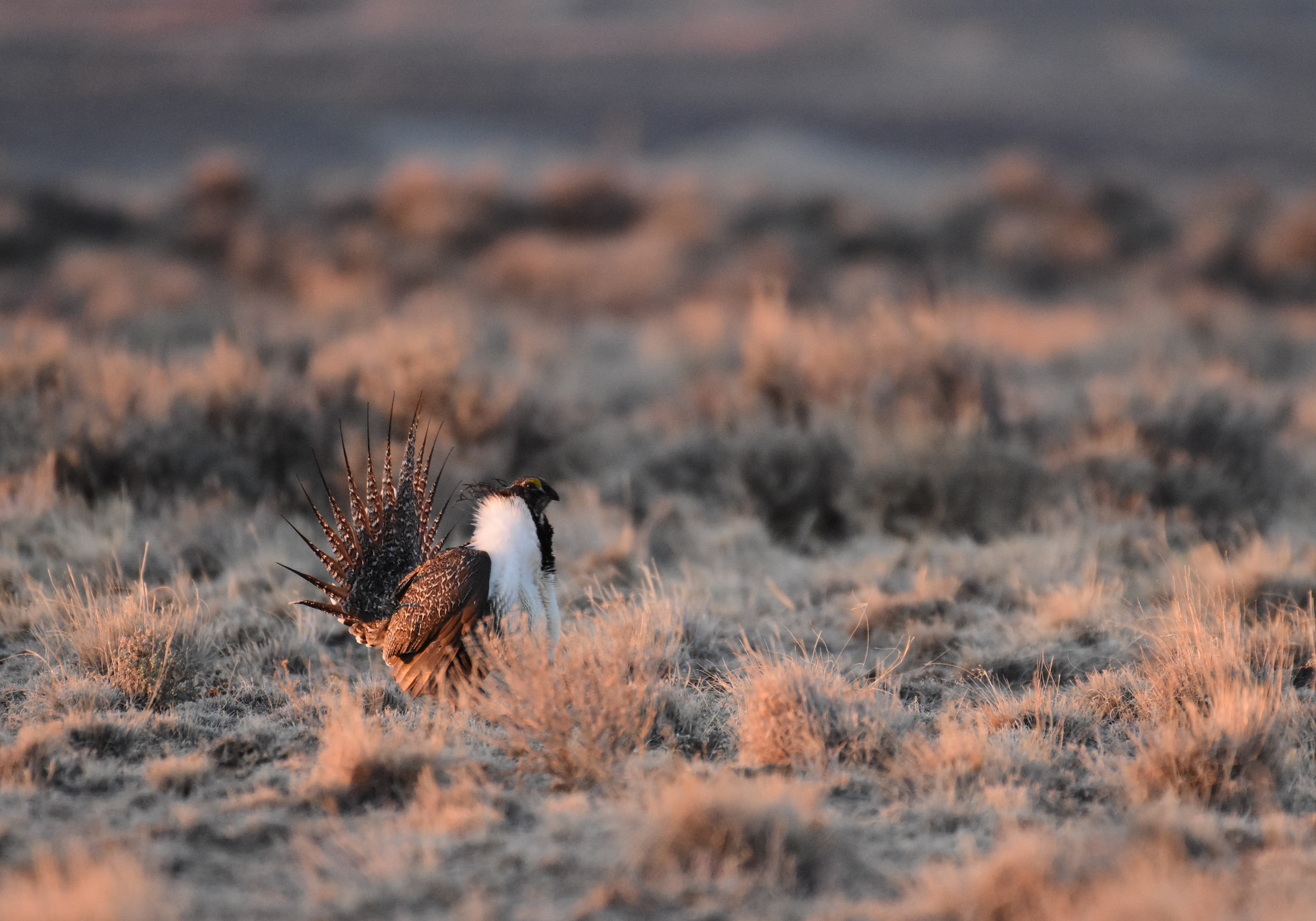 2021.04.11 - Greater Sage-Grouse - Wyoming - Tom Koerner - USFWS.jpg