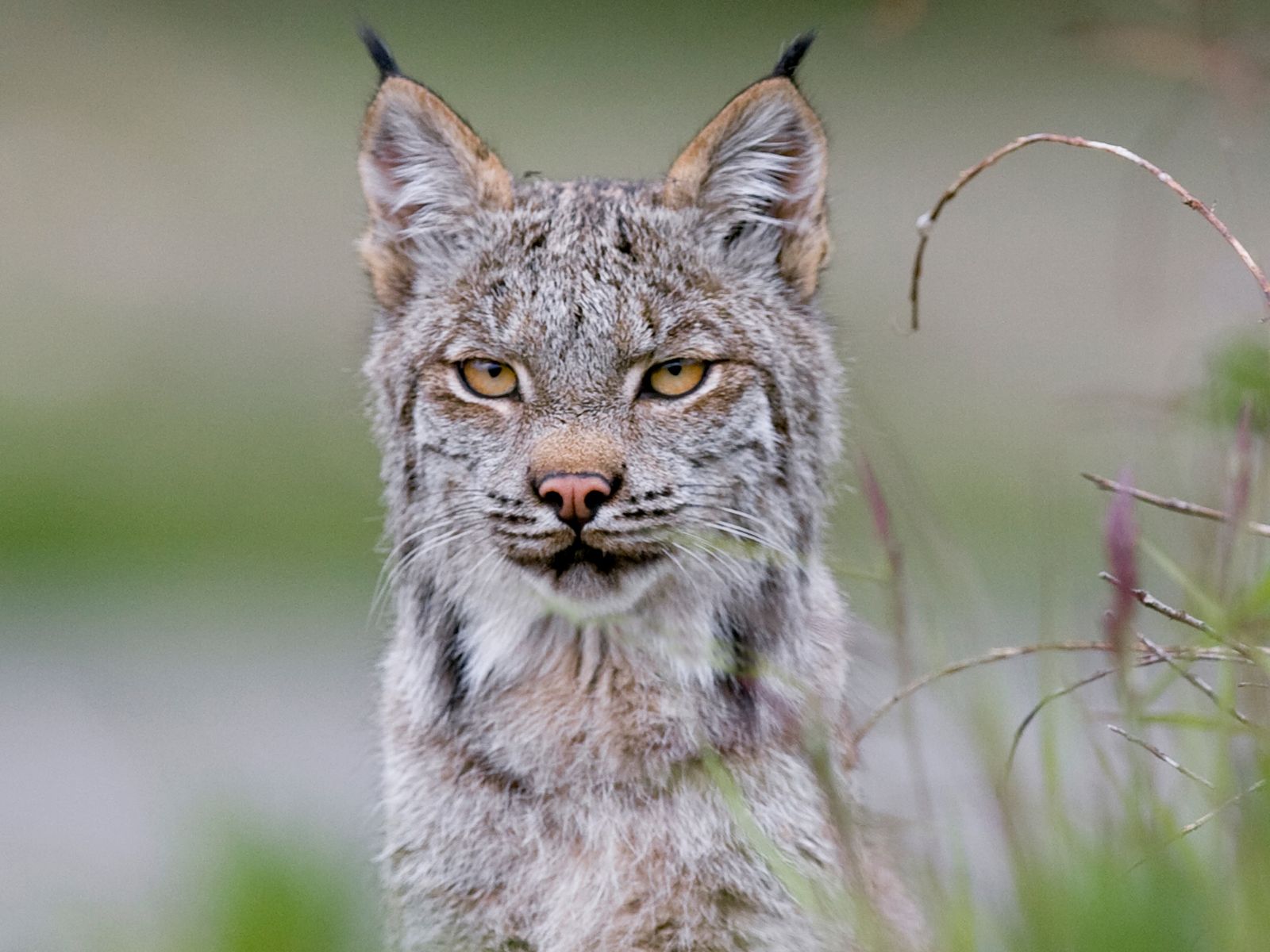 A lynx in Denali National Park and Preserve watches intently.