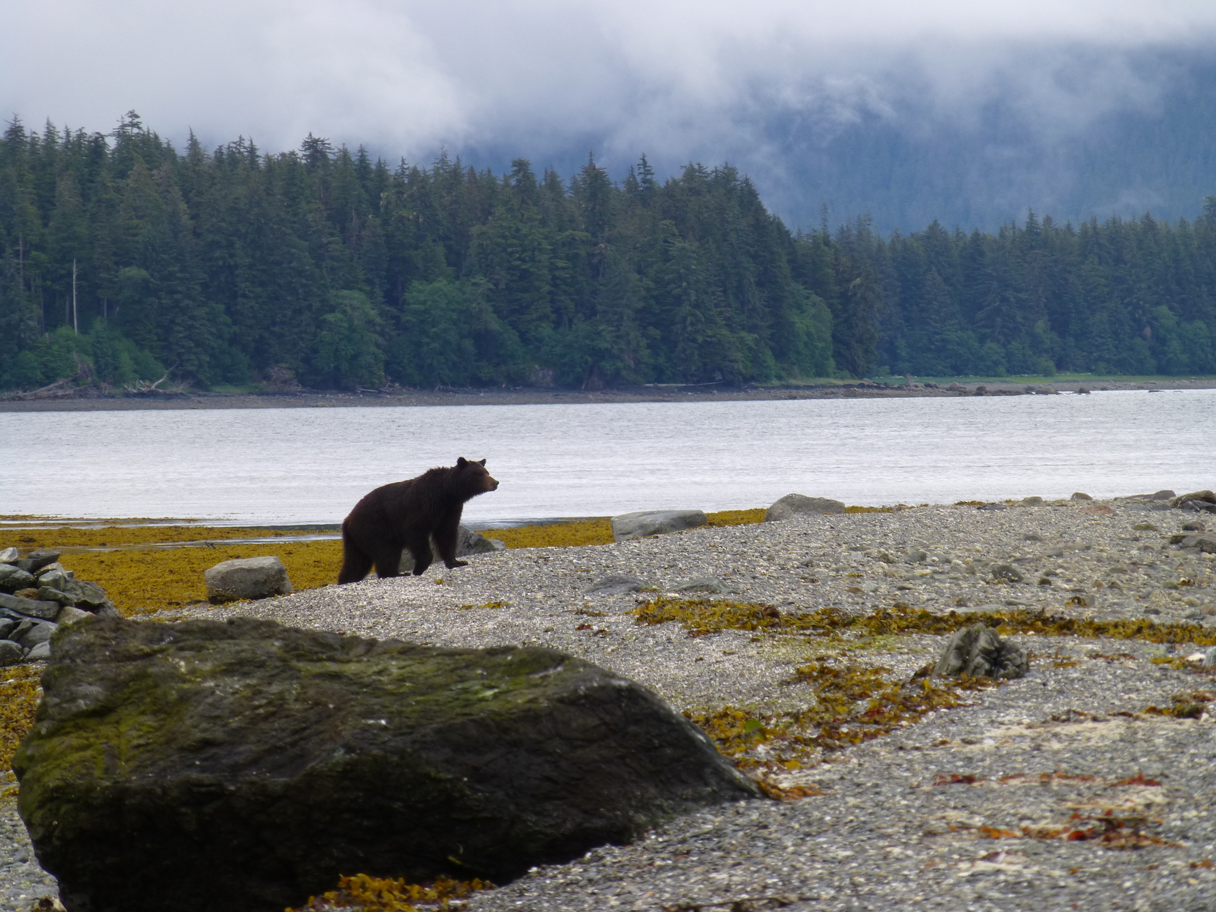 bear on shoreline