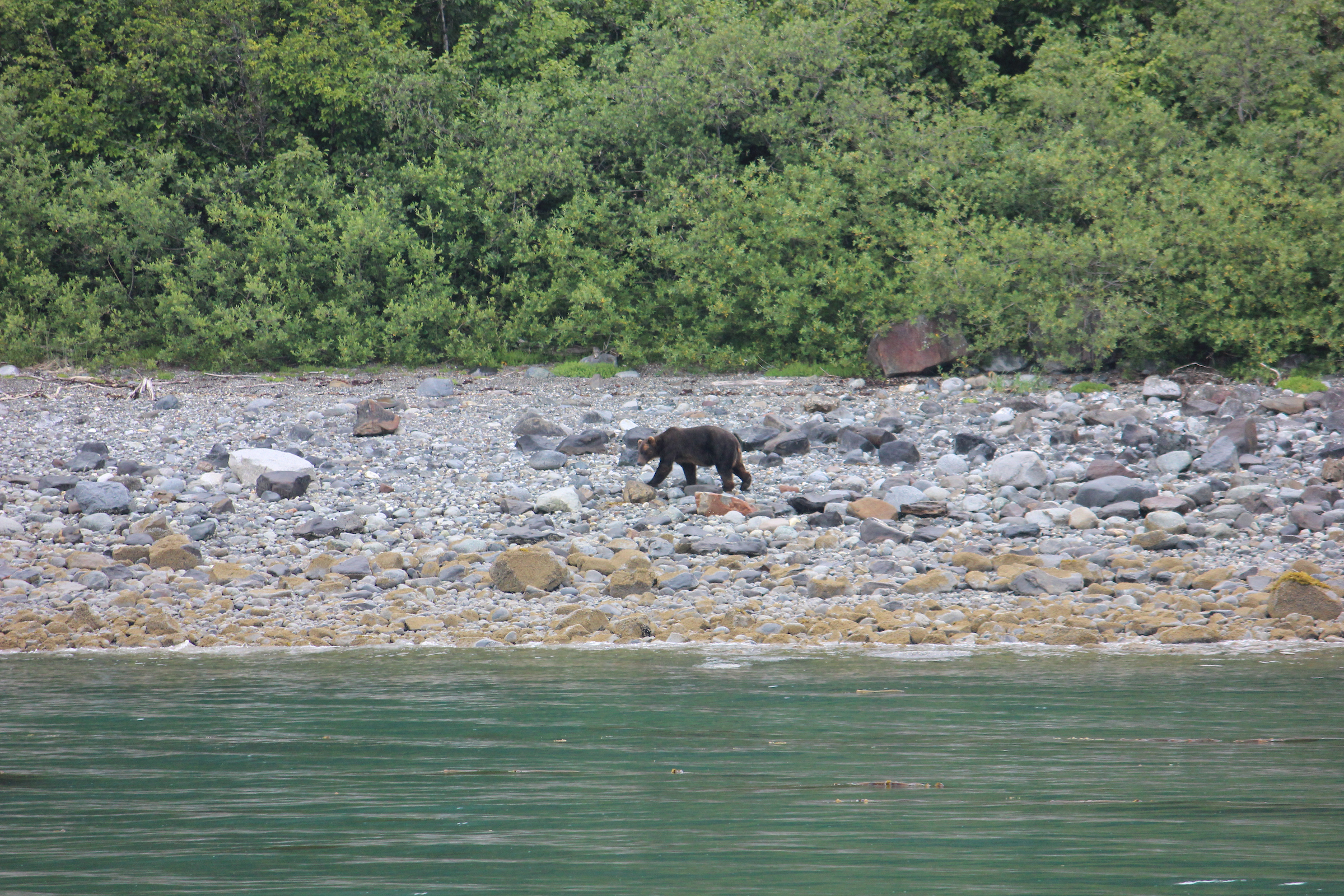 black bear walking on the shore