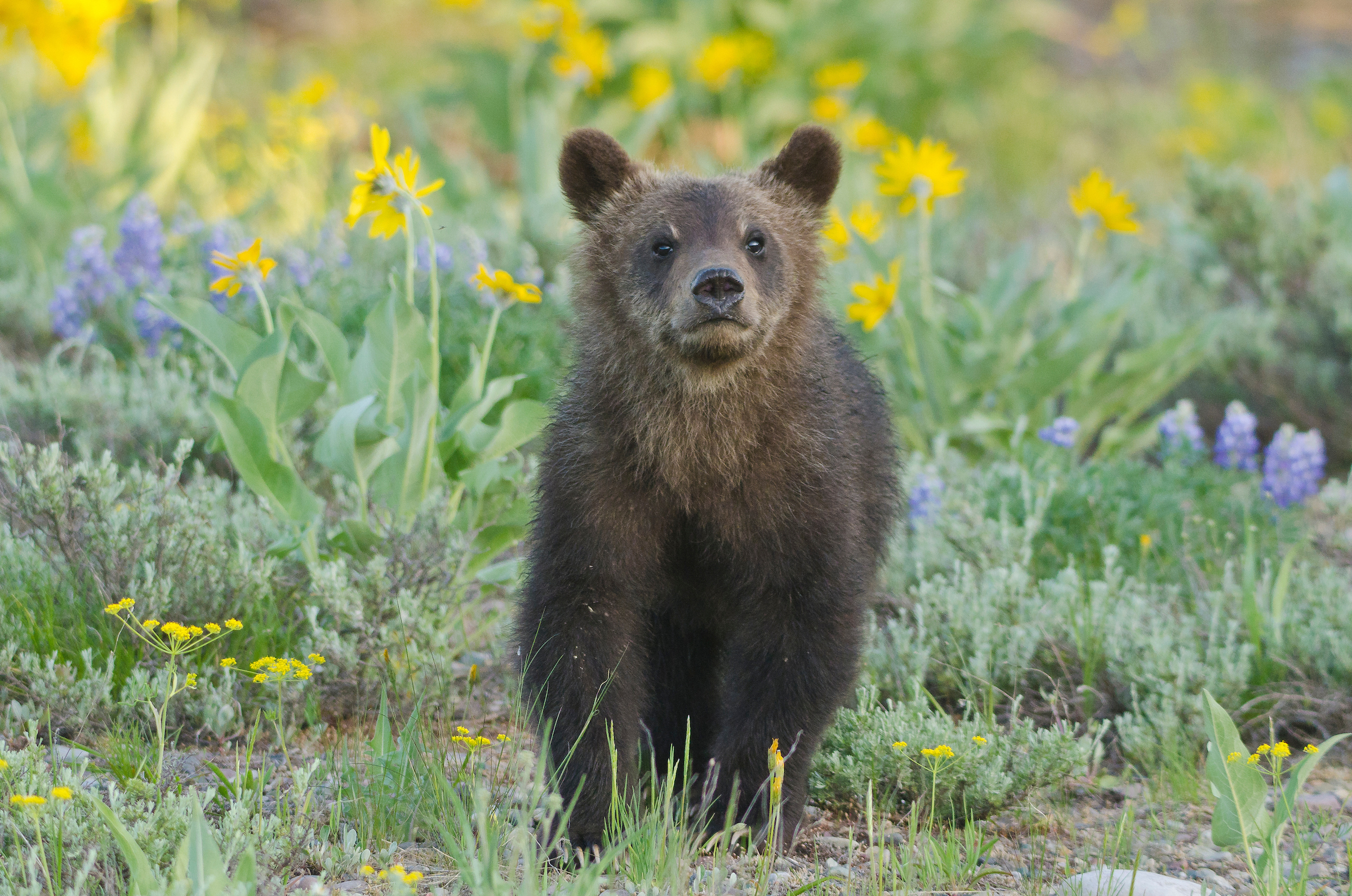 A young grizzly bear cub in a meadow of wildflowers in Grand Teton National Park.
