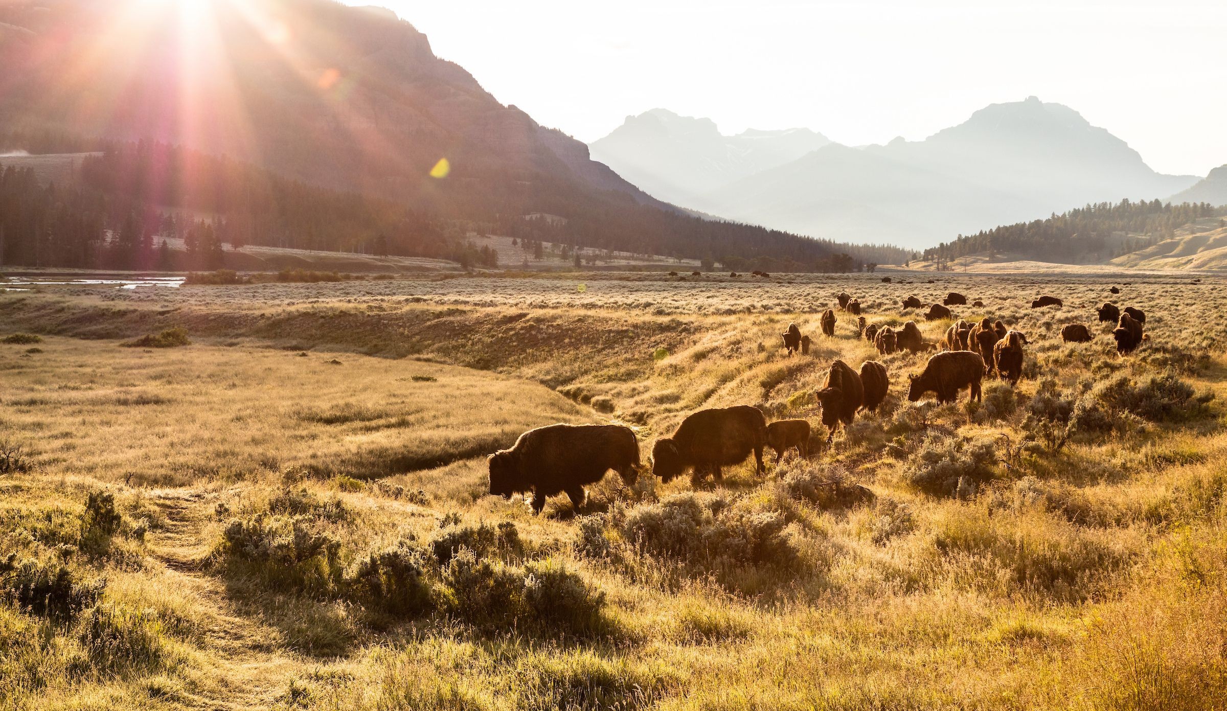 Bison at sunrise in Yellowstone National Park