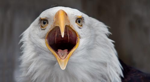 eagle bald facts eagles bird american national defenders usa brown wildlife screaming confused endangered basic birds animals america imgflip animal