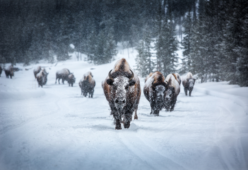 Bison highway, © Paul Shea