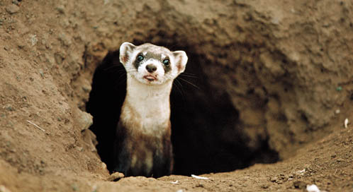 Black-footed Ferret, © Joel Sartore