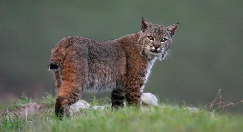 Basic Facts About Bobcats | Defenders of Wildlife