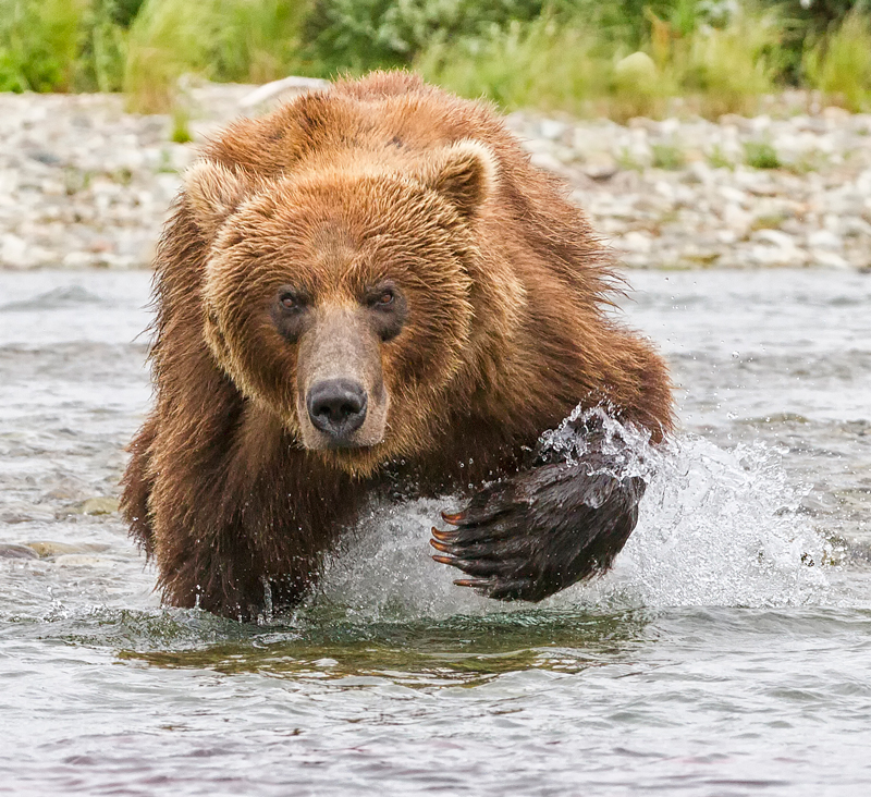 Brown bear, © William Pohley