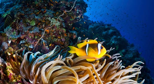 Coral Reef | Coral Reef Fish | Defenders of Wildlife