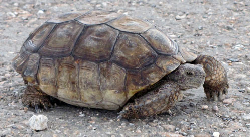 desert tortoise; renewable energy; solar energy; BLM; smart from the ...