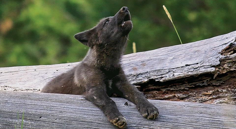 Photo Credit: Oregon Department of Fish and Wildlife