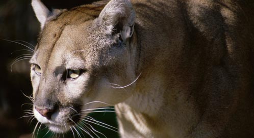 Save the Florida Panther | Defenders of Wildlife