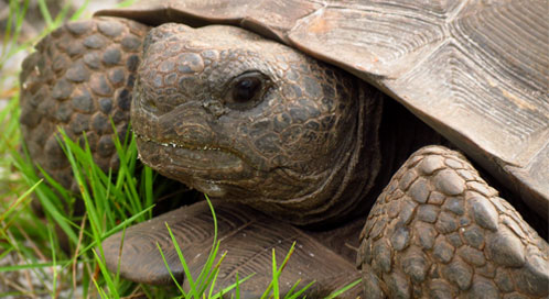 Gopher Tortoise Success Stories | Defenders of Wildlife