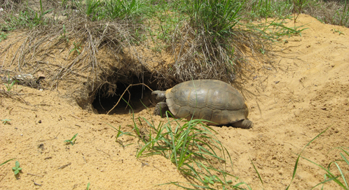 Threats to Gopher Tortoises | Defenders of Wildlife