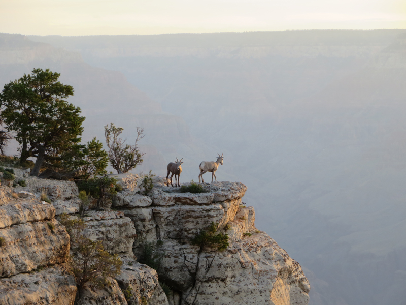 Dawn at the Grand Canyon, © Cynthia Culbert