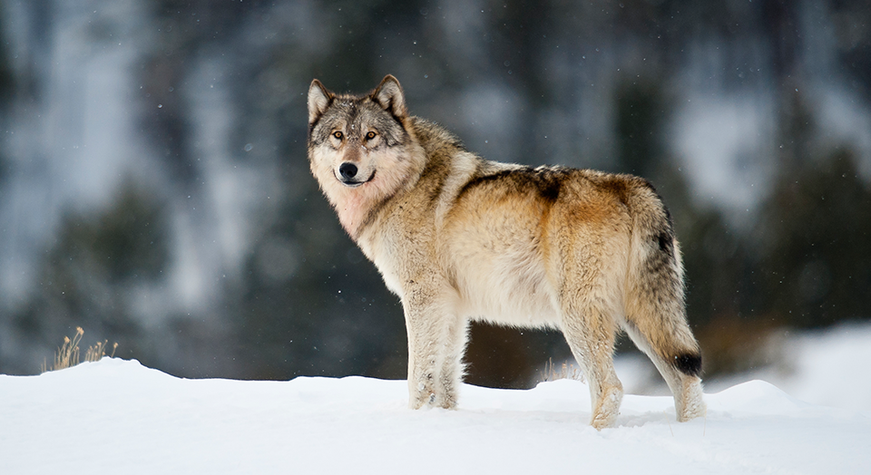 Rocky Mountains and Great Plains | Defenders of Wildlife