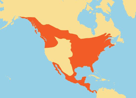 Hummingbird Range Map