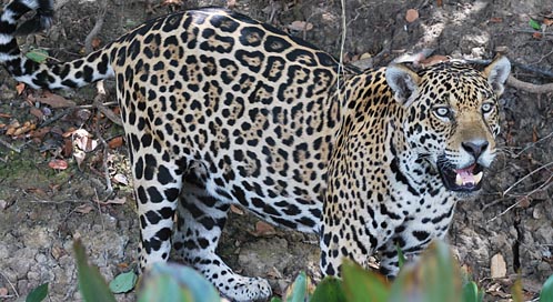 Protecting Critical Habitat for Jaguars | Defenders of Wildlife
