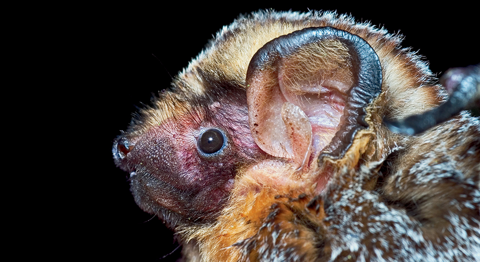 Hoary bat, © Michael Durham/Minden Pictures/National Geographic Creative (captive)