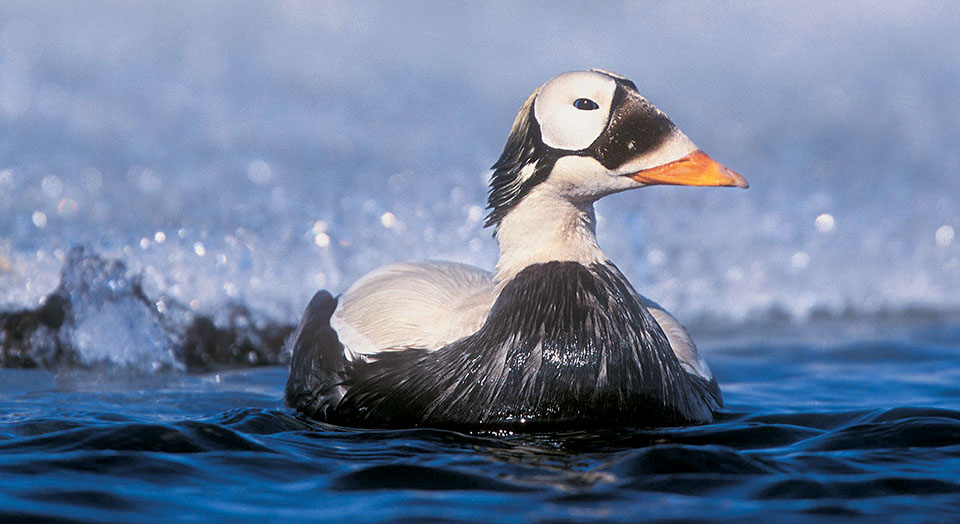 Spectacled Eider,  © Gary Kramer/Gary Kramer.net