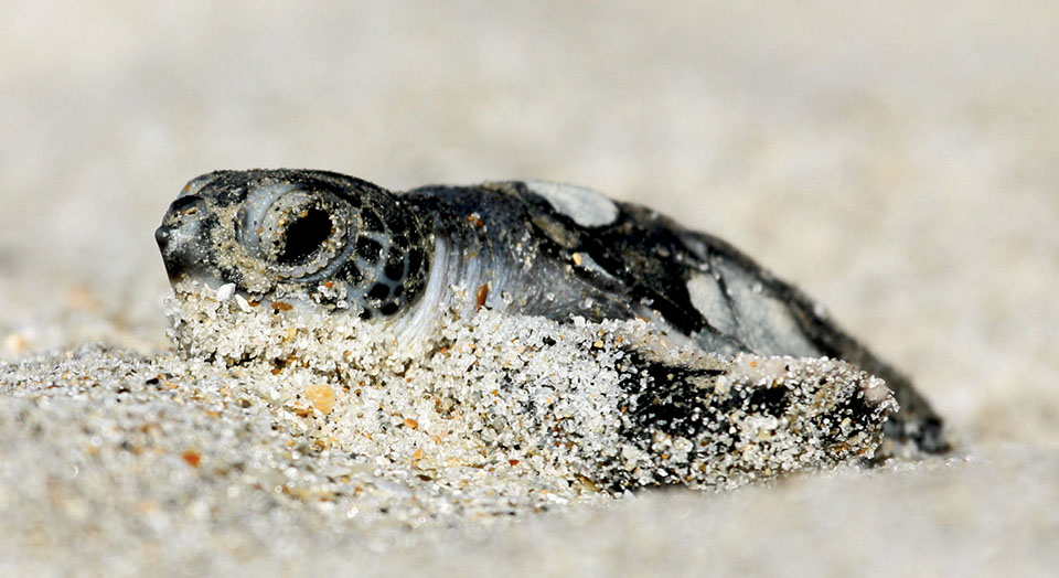 Sea turtle, © Keenan Adams/USFWS