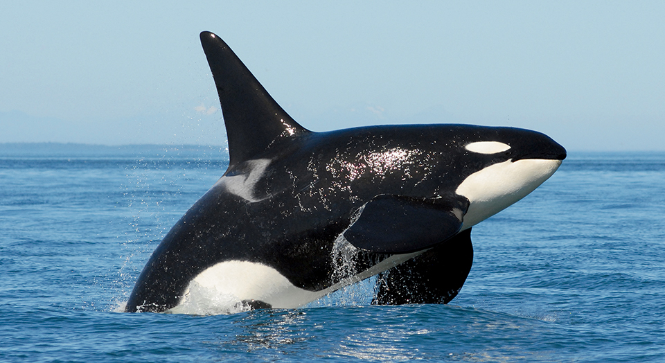 Orca, © Dave Ellifrit/Center for Whale Research/NMFS Permit 15569/DFO SARA 272